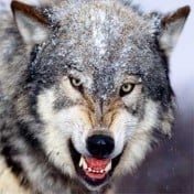 Wolfco's avatar